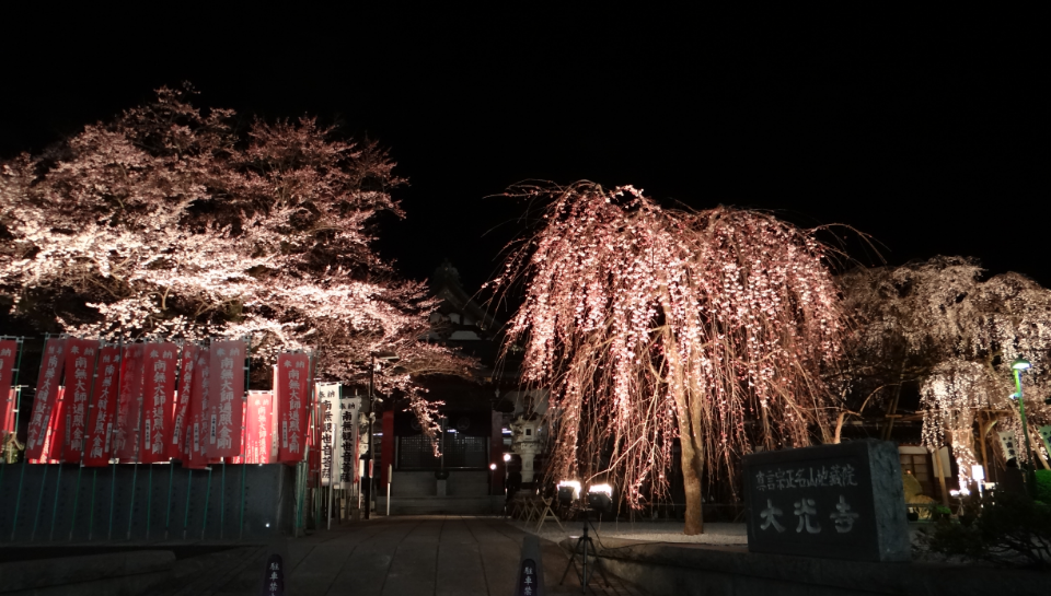 八王子・高尾 大光寺のしだれ桜