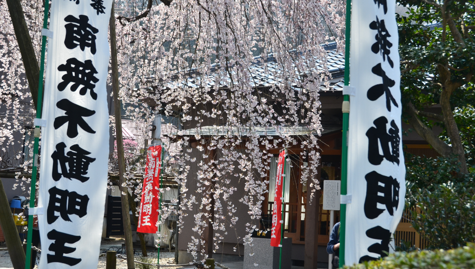 八王子・高尾 大光寺のしだれ桜