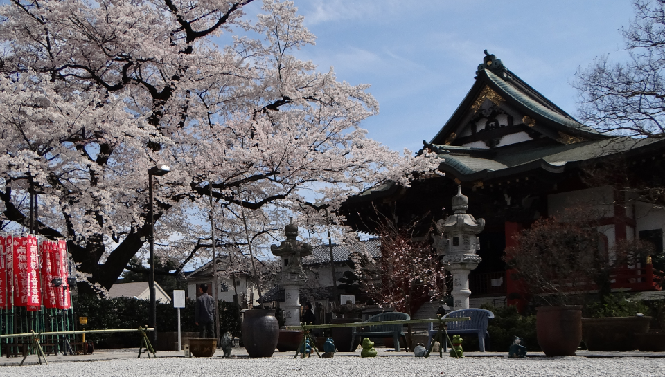 八王子・高尾 大光寺の江戸彼岸桜