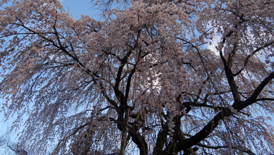 八王子・高尾 大光寺のしだれ桜