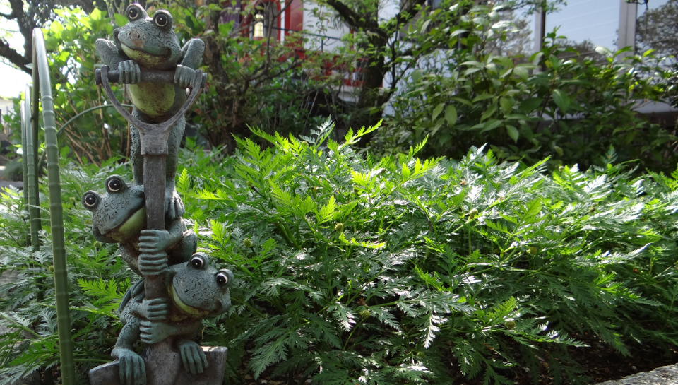 八王子・高尾 大光寺のカエル