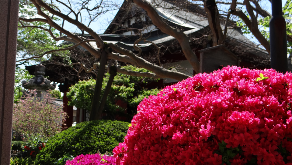 四季折々の花々