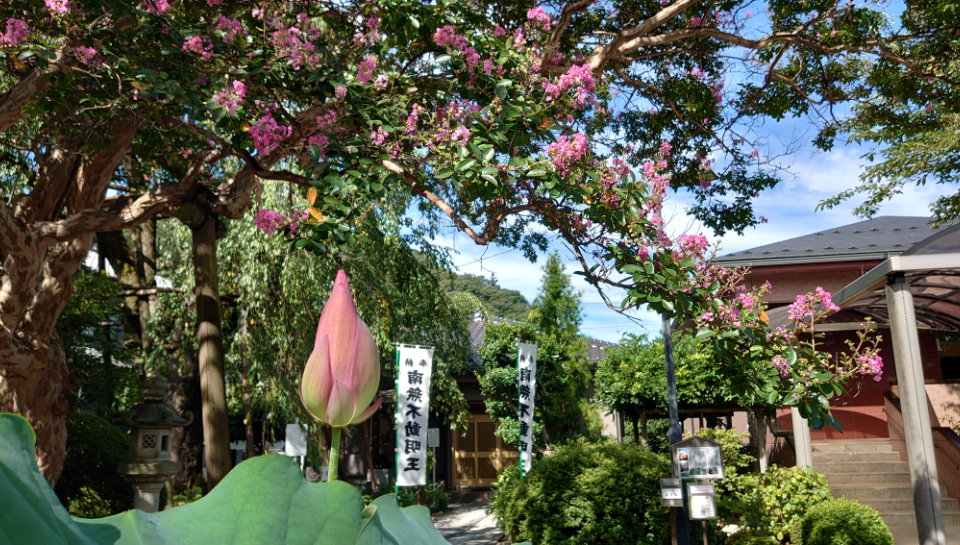 四季折々の花々