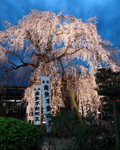 大光寺御霊木枝垂れ桜（樹齢四百年）