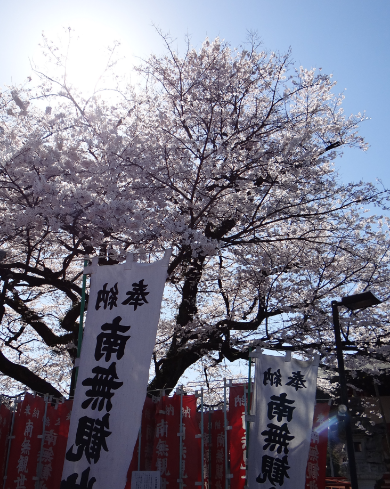 江戸彼岸桜（樹齢二百年）