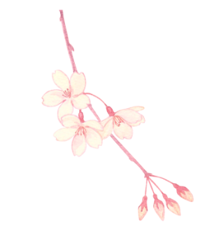 桜