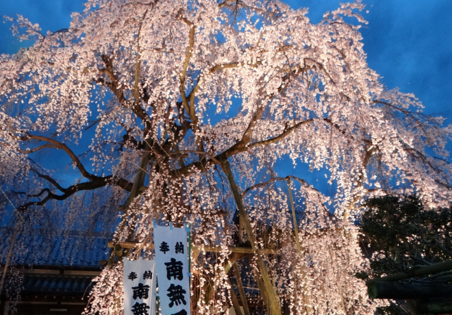 大光寺のしだれ桜